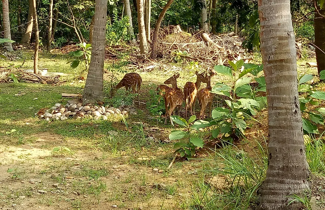 Deer Garden Guest-1