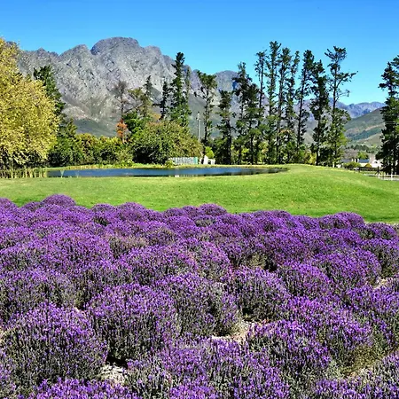 Lavender Farm Boutique Guest House-3