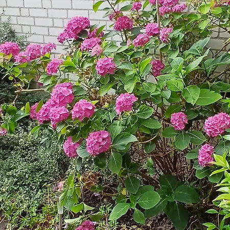 B&B de Koepeltjes-3