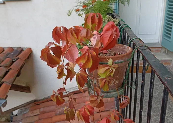 Hotel con tennis: Antica Magnolia