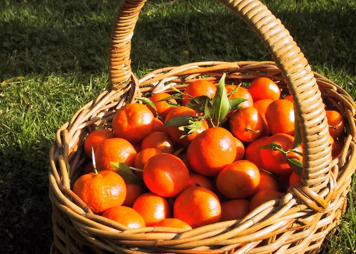 Pet Friendly hotel: Finca Cas Sant