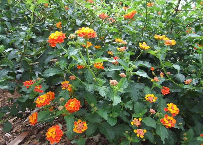 Pousada privada: Sitio Vila Davero