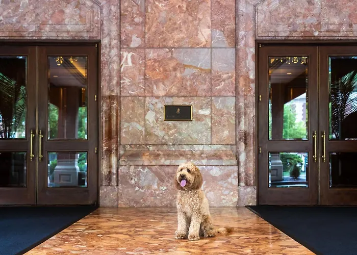 Pets Allowed Hotel Ritz-Carlton, St. Louis
