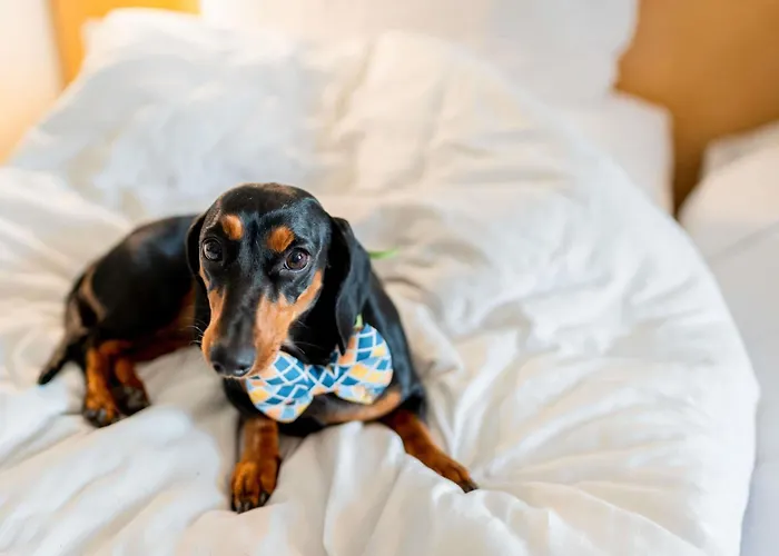 Hotel que aceita animais de estimação: ibis Recife Boa Viagem