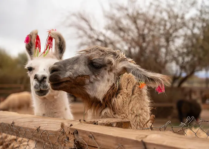 Noi Casa Atacama
